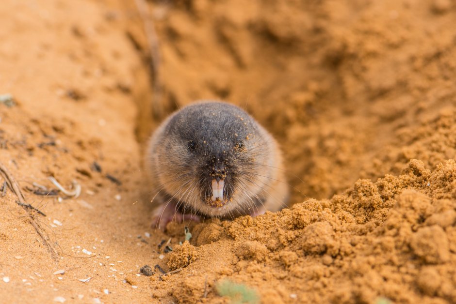 Слепышка обыкновенная