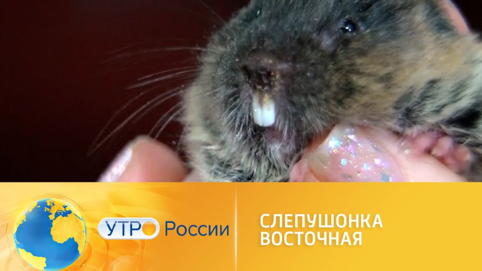 Восточная слепушонка