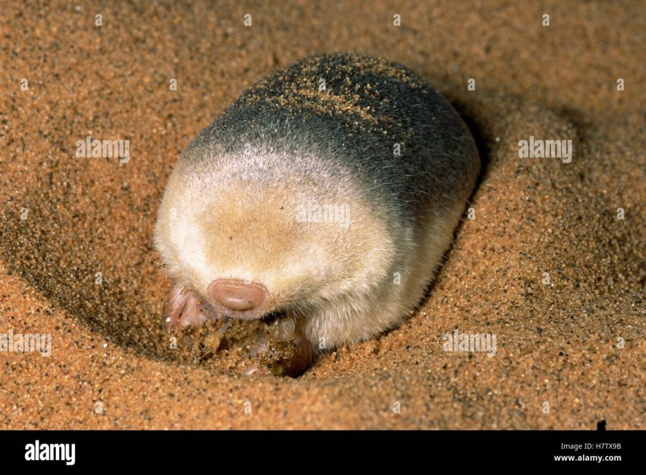 Магелланов Туко-Туко