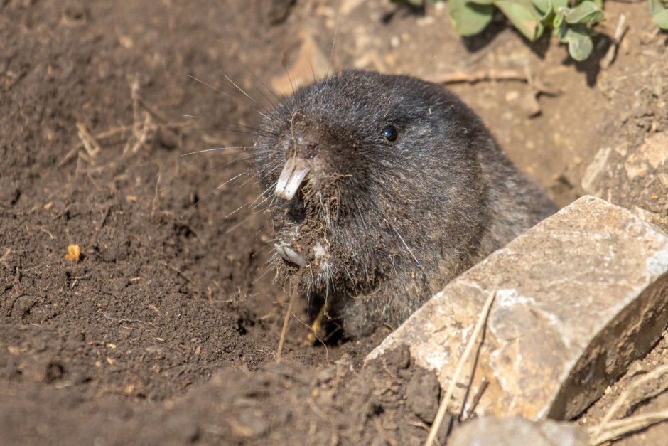Микробобрик Восточная слепушонка