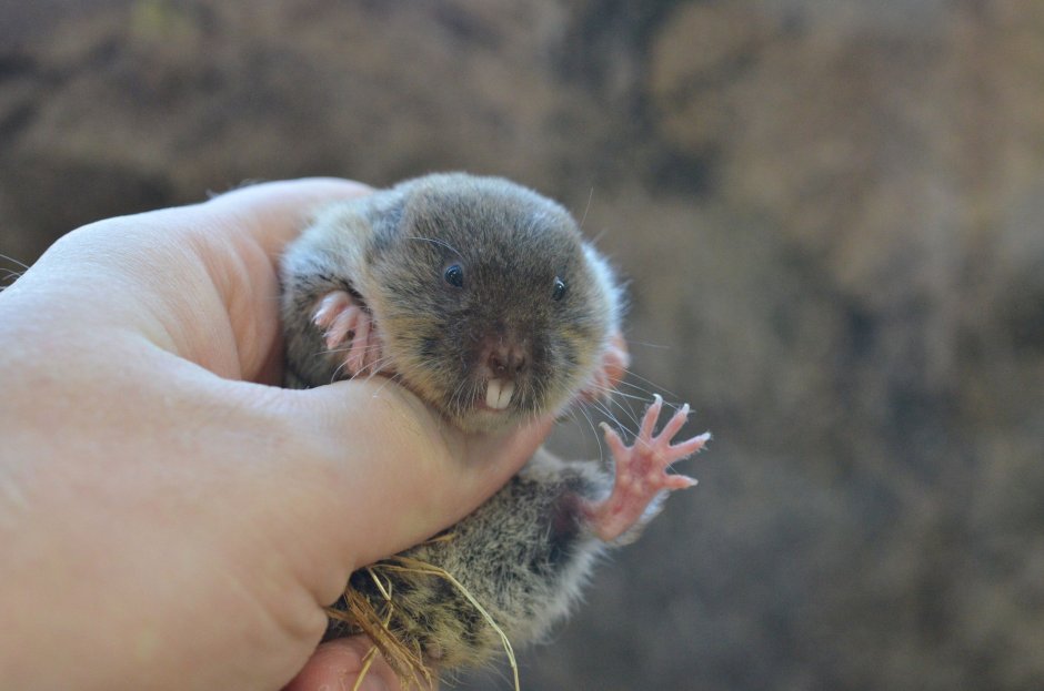 Гигантский слепыш