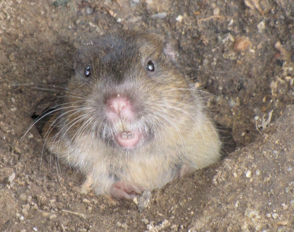 Слепушонок домашний