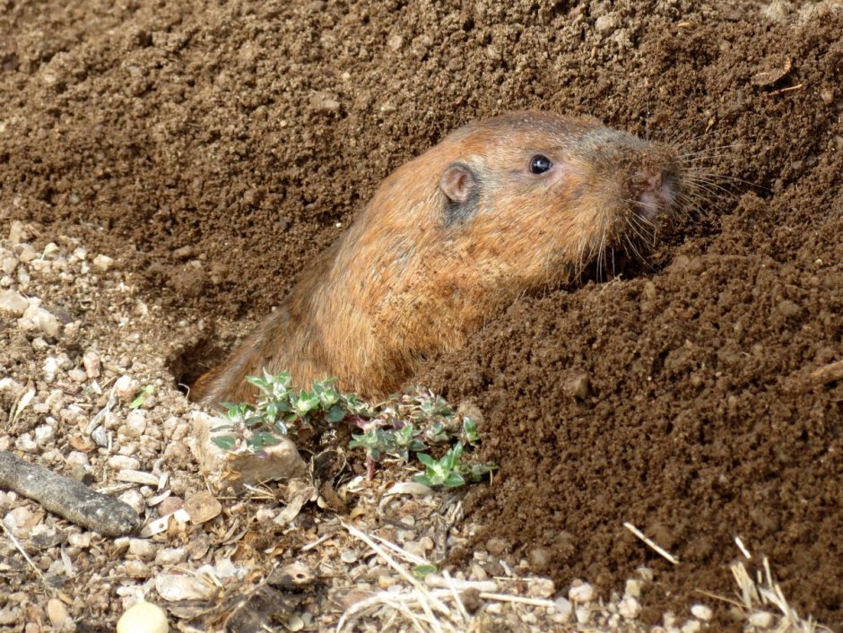 Крот слепыш обыкновенный
