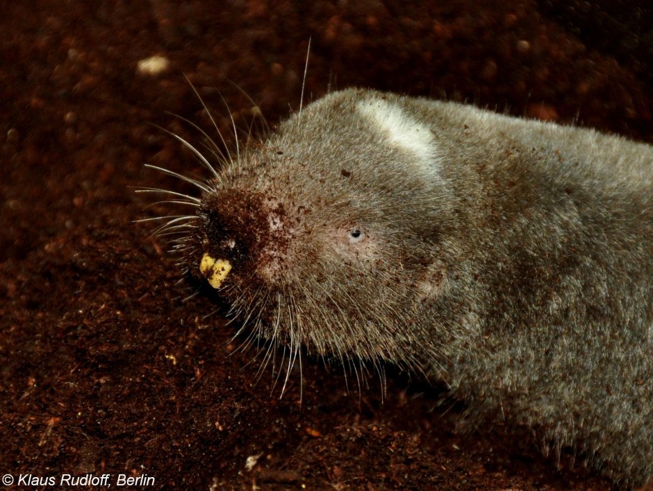 Равнинный Гофер (Geomys bursarius)
