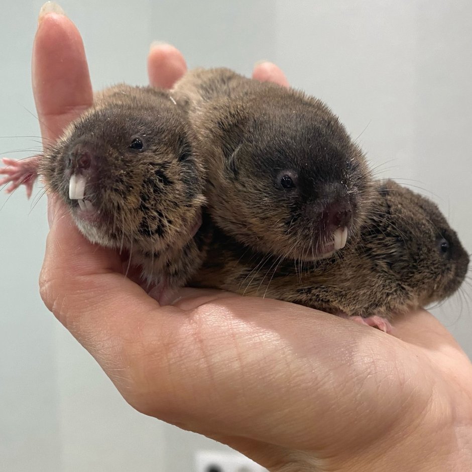 Слепушонка обыкновенная Ellobius talpinus