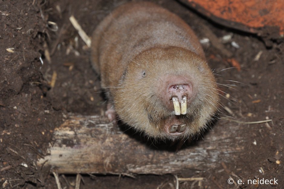 Белозубый слепыш