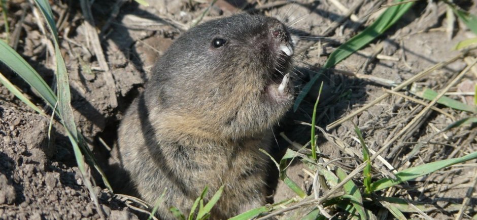 Микробобрик Восточная слепушонка