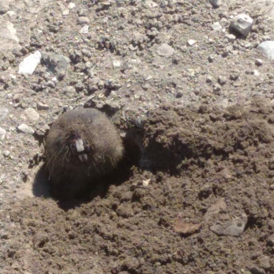 Даурский цокор