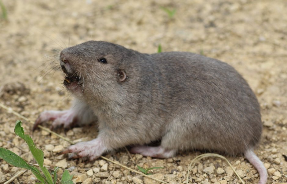 Слепушонка обыкновенная Норы