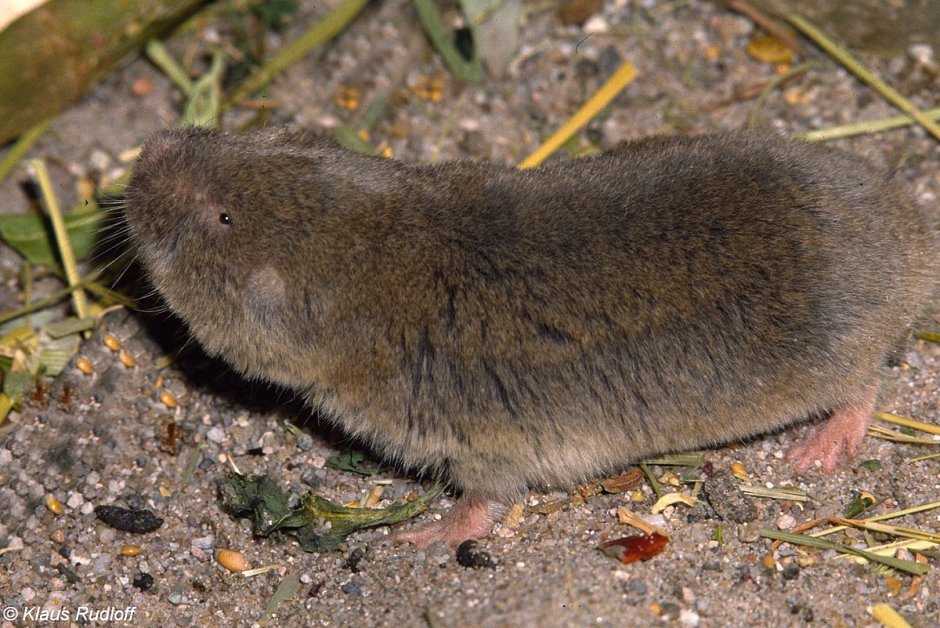 Грызун слепушонка Восточная