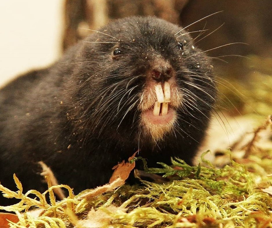 Равнинный Гофер (Geomys bursarius)