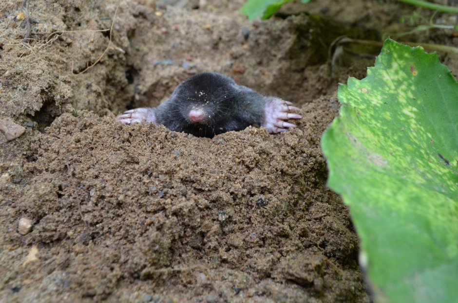 Обыкновенный слепыш