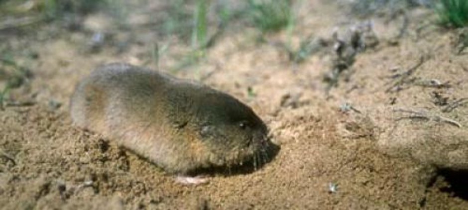 Зайсанская слепушенка