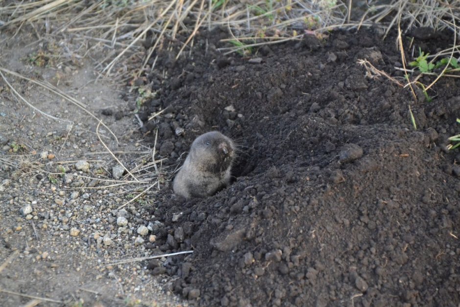 Слепышовый восьмизуб