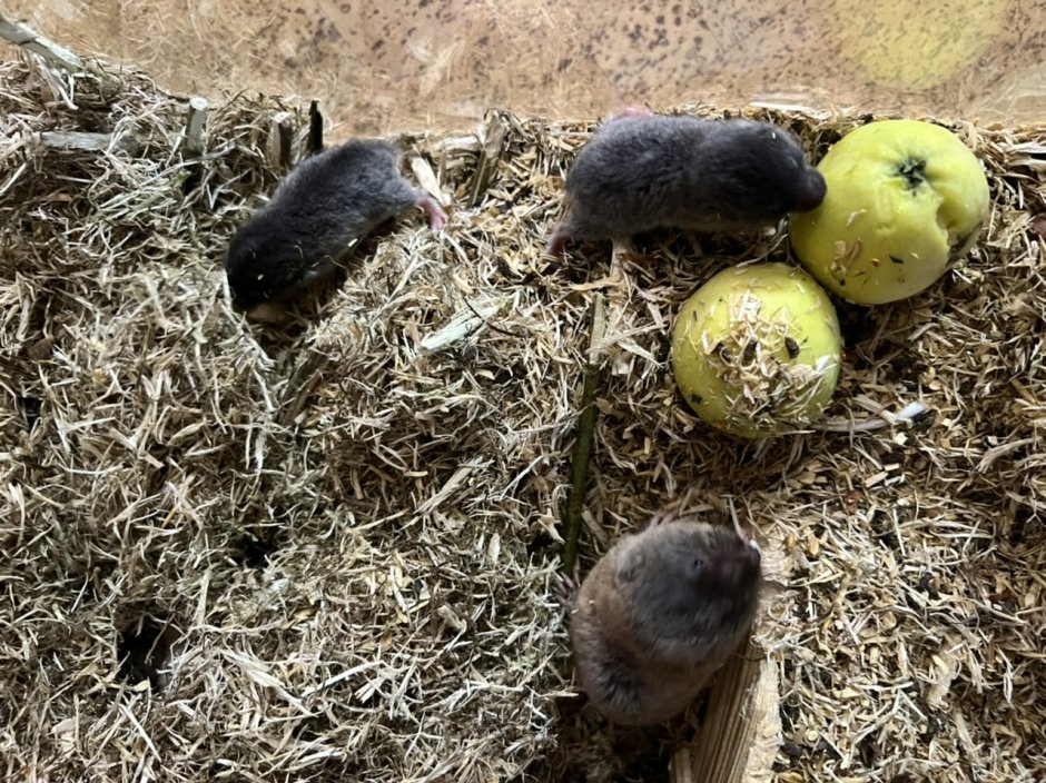 Слепышка обыкновенная