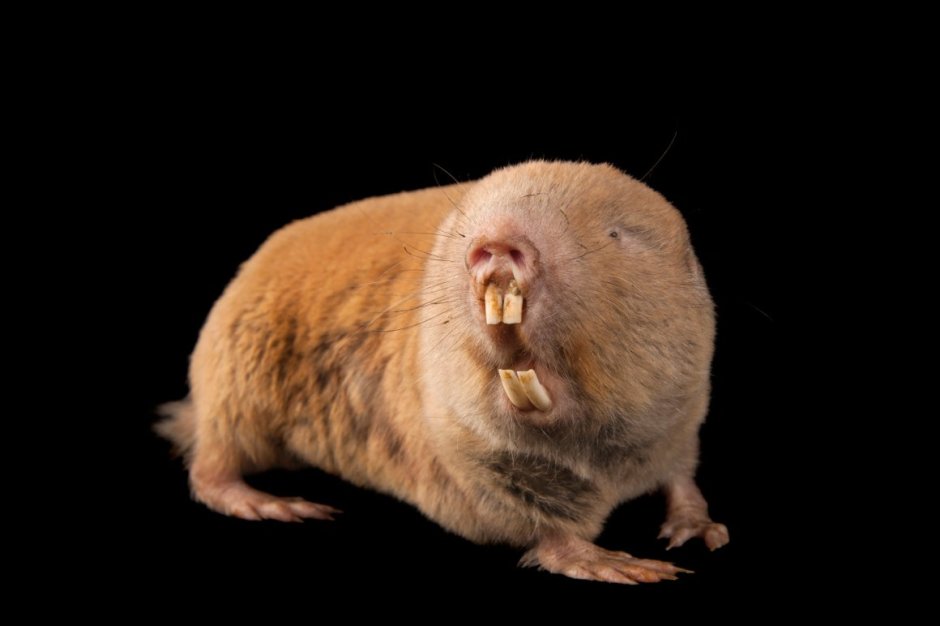 Закавказская слепушонка