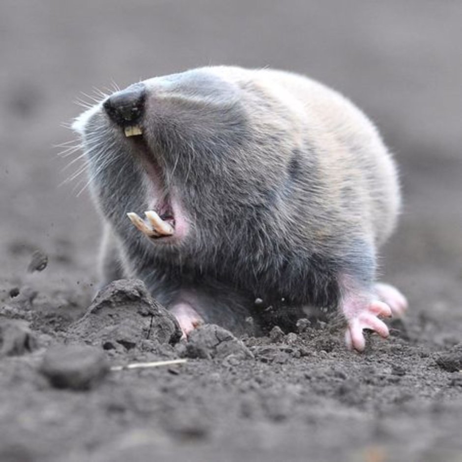 Крот слепыш