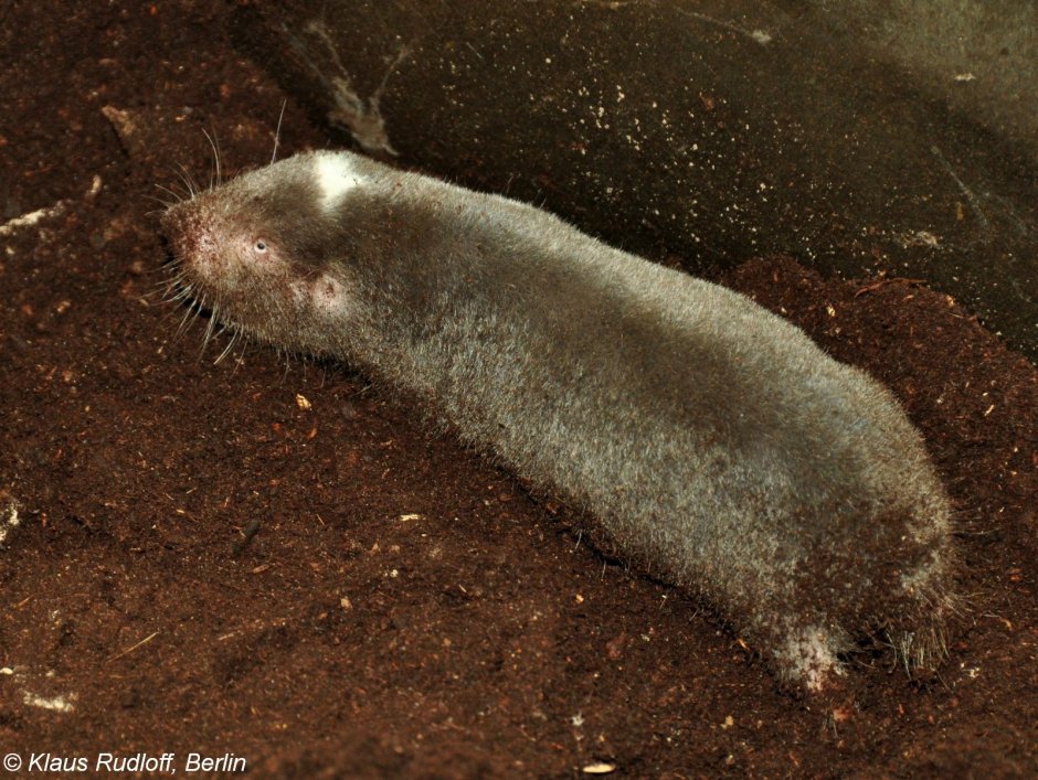 Земляной заяц слепыш