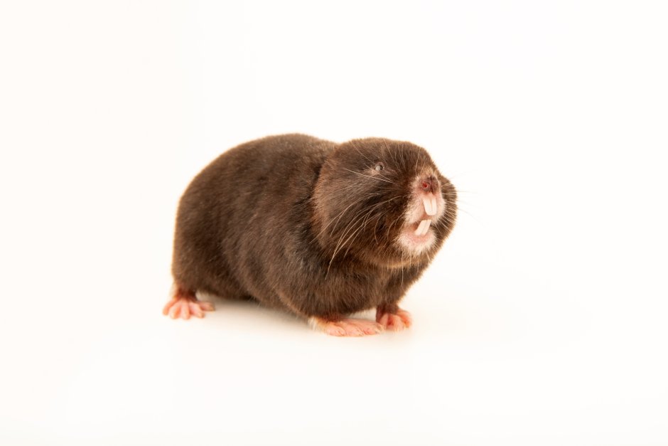 Крот слепыш обыкновенный