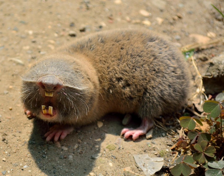 Суслик Байбак