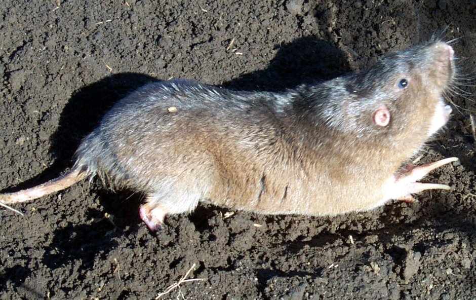 Обыкновенная слепушонка ареал