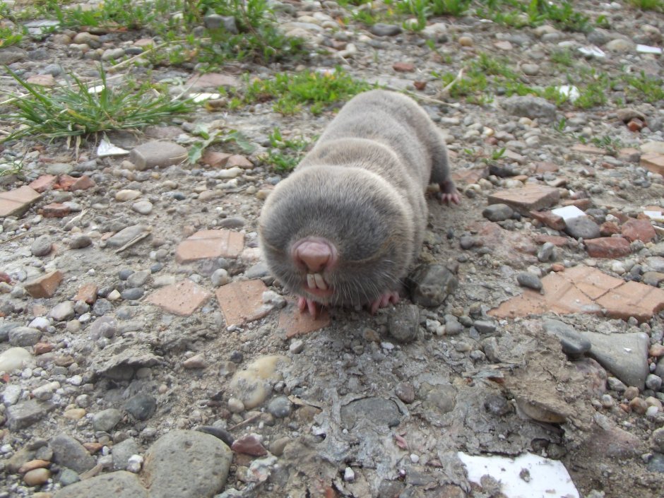 Сумчатый Крот Австралии