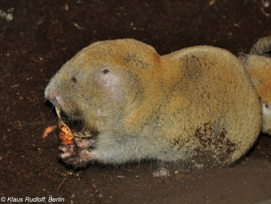 Хомячок Эверсманна