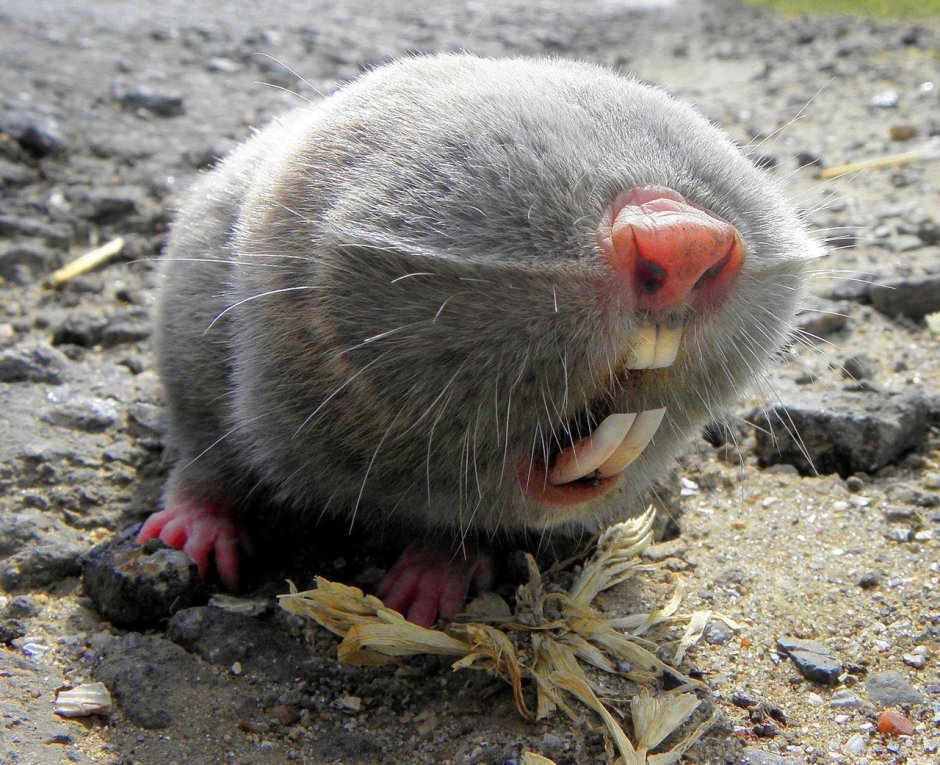 Гигантский слепыш Грызуны