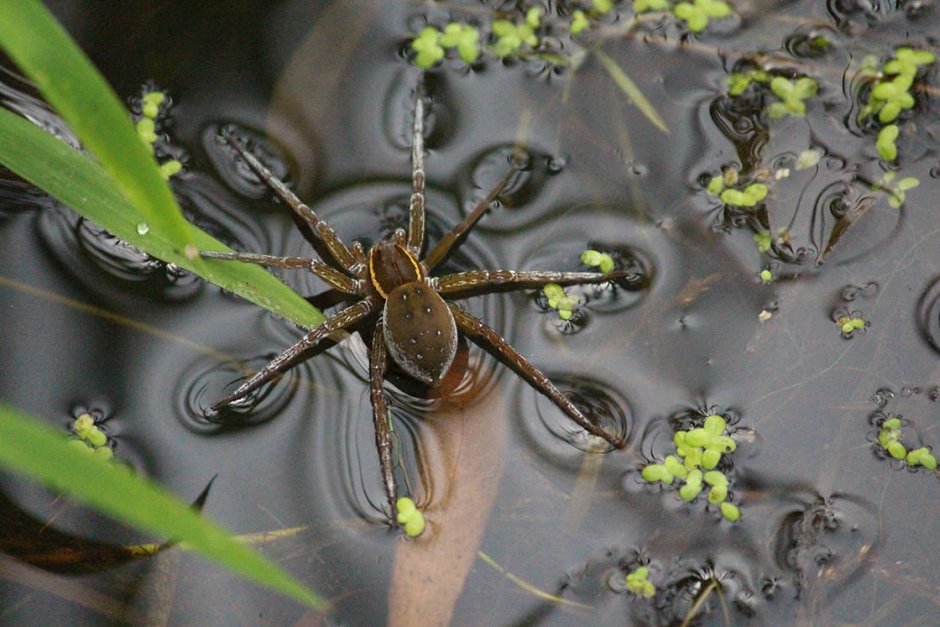Water Spiders catch tiny Fish