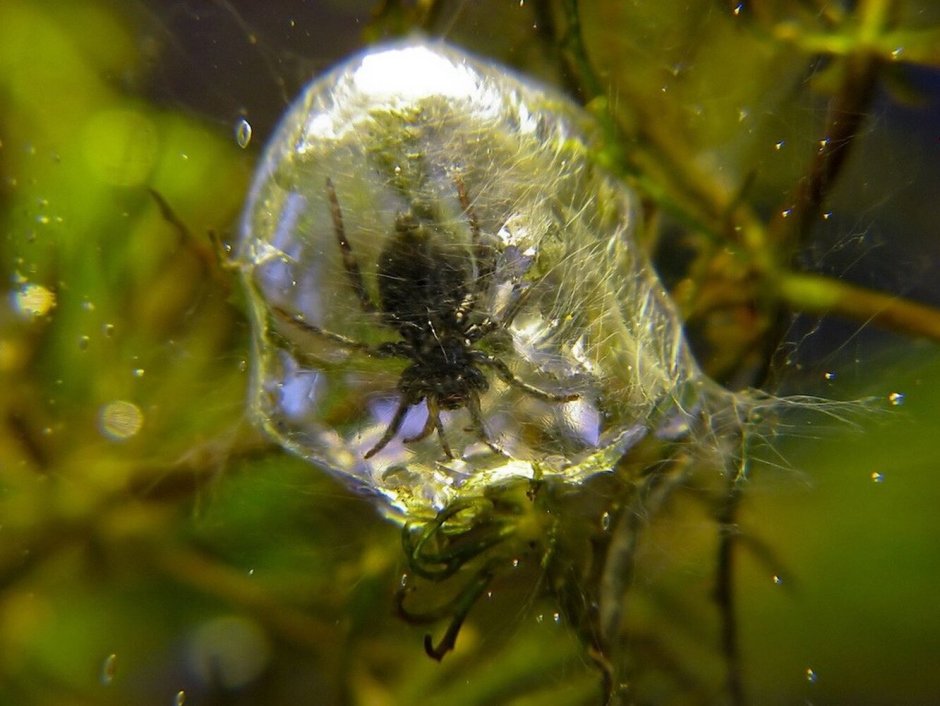 Водяной паук Argyroneta Aquatica