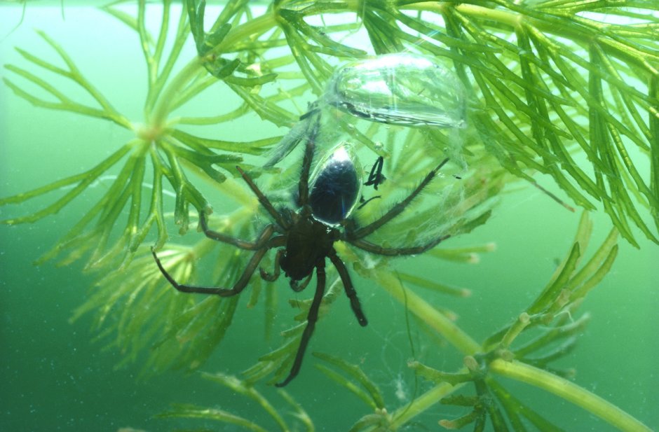 Водяной паук Argyroneta Aquatica