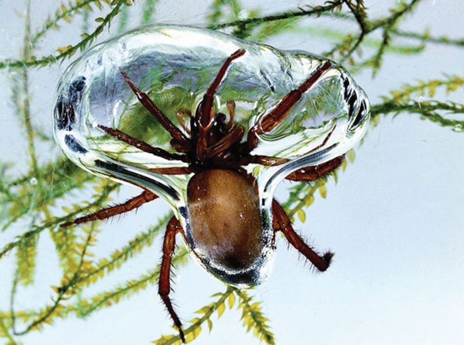 Halloween Black Spider Cobweb
