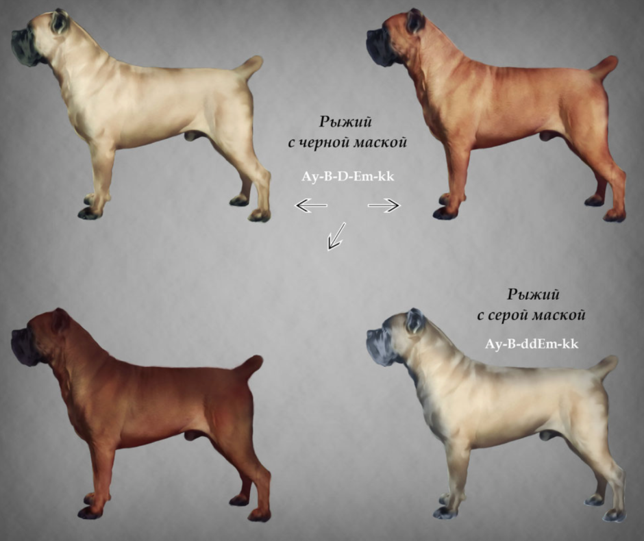 Кане Корсо Олений окрас