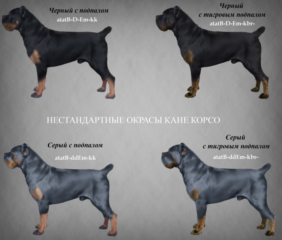 Окрасы Кане Корсо стандарты