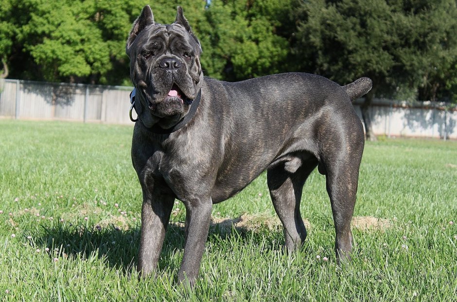 Кане Корсо окрасы