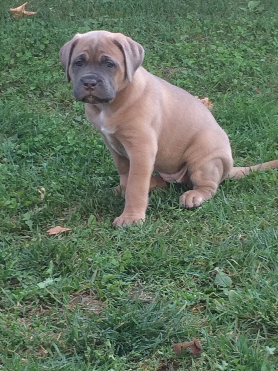 Кане Корсо рыжий