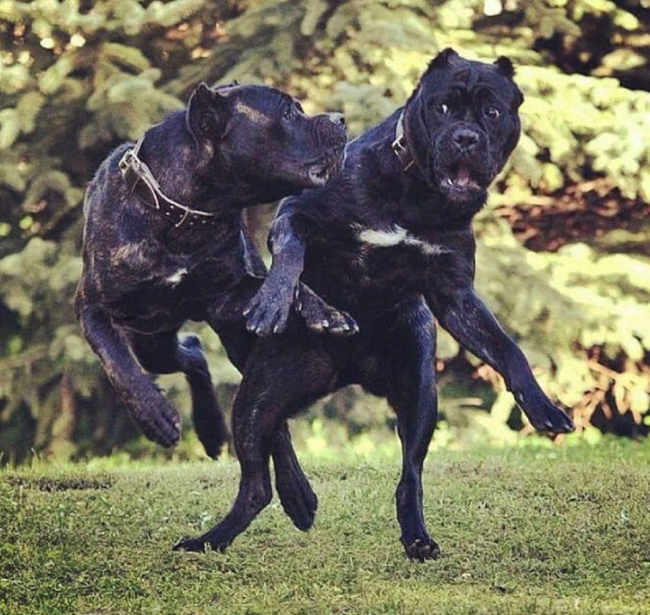 Кане Корсо полицейский