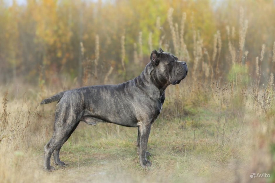 Кане Корсо тигровый