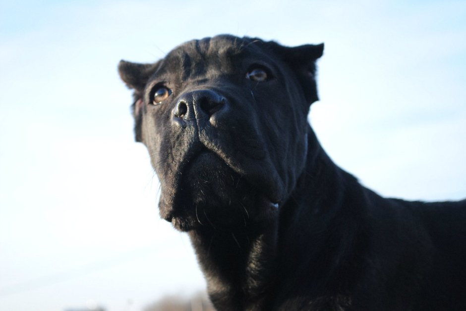 Большая черная порода злых собак Корса