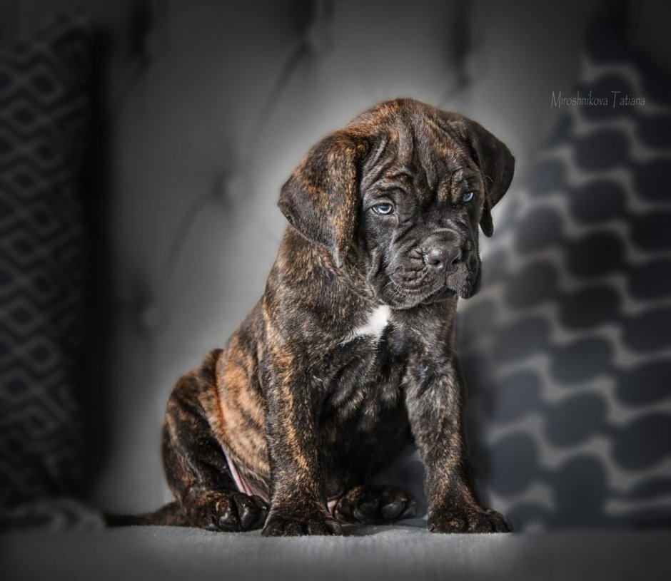 Кане Корсо тигровый