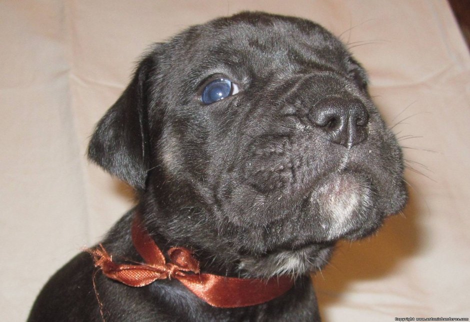 Кане Корсо Олений