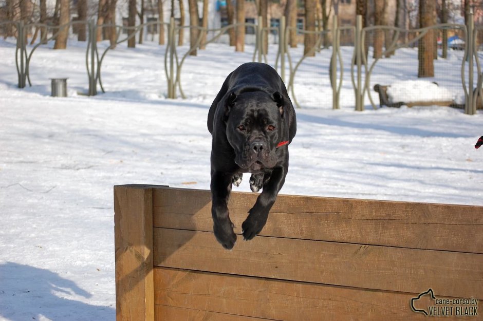 Кане Корсо агрессия атака