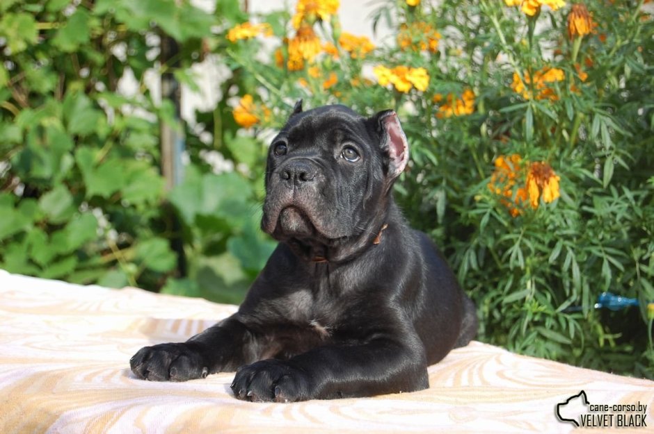 Купированные щенки Кане Корсо 3 месяца