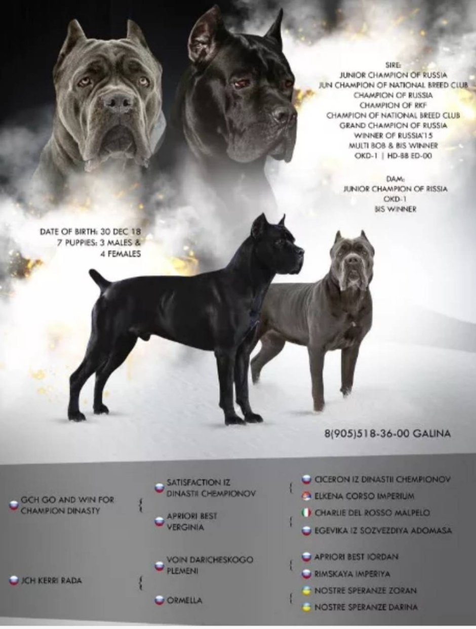 Стандарт породы итальянский Кане Корсо РКФ