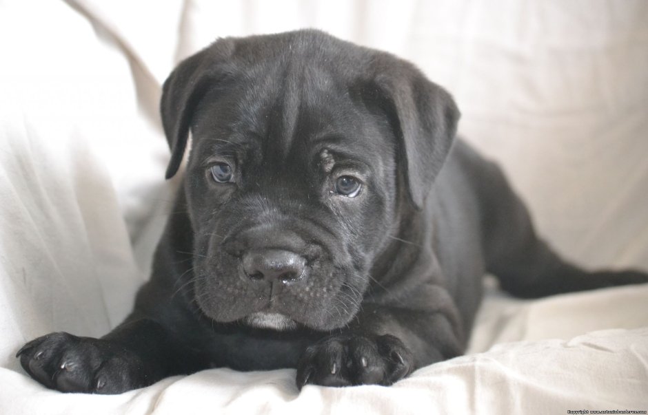 Итальянский Кане Корсо некупированный