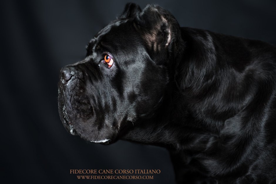 Кане Корсо щенок черный
