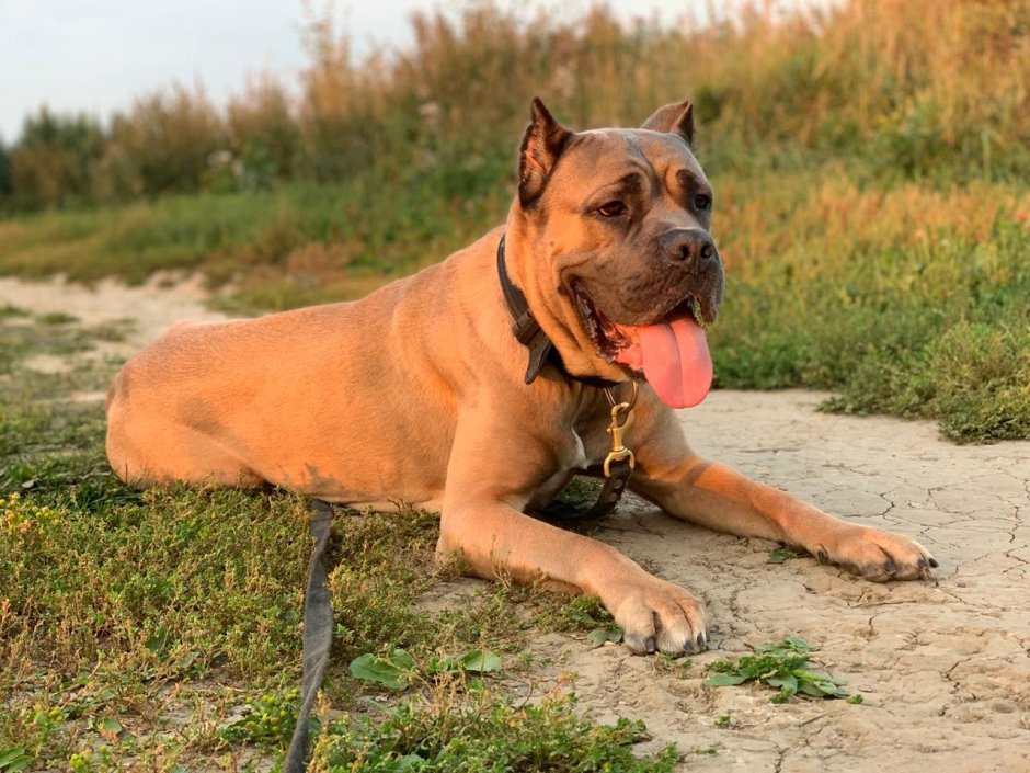 Кане Корсо окрас форментино