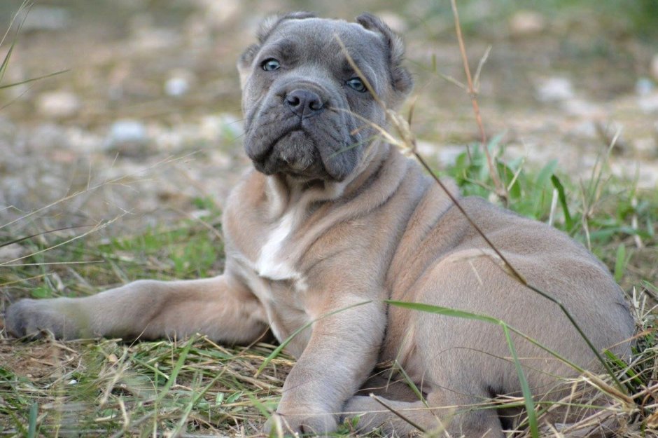 Кане Корсо окрас форментино