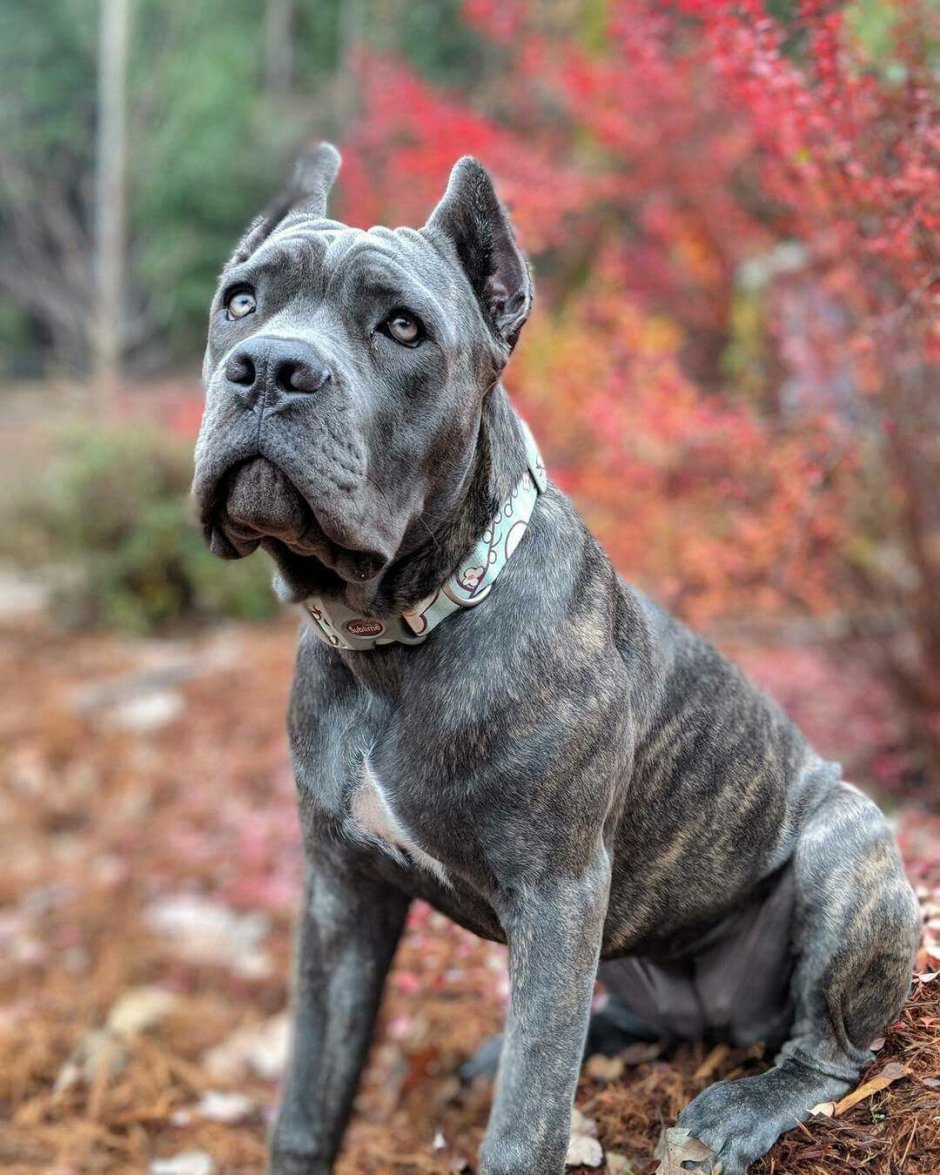 Кане Корсо мраморный