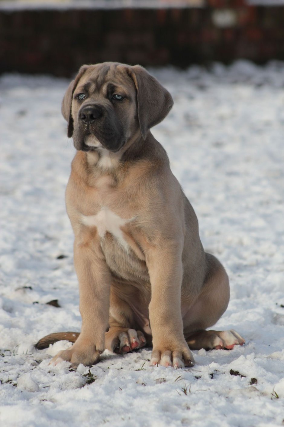 Кане Корсо форментино